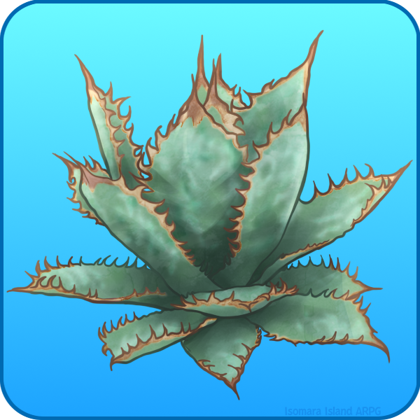 Agave Titanota